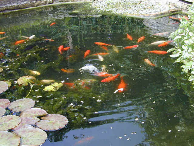 Koi Fish Ponds