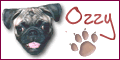 Ozzy the Pug