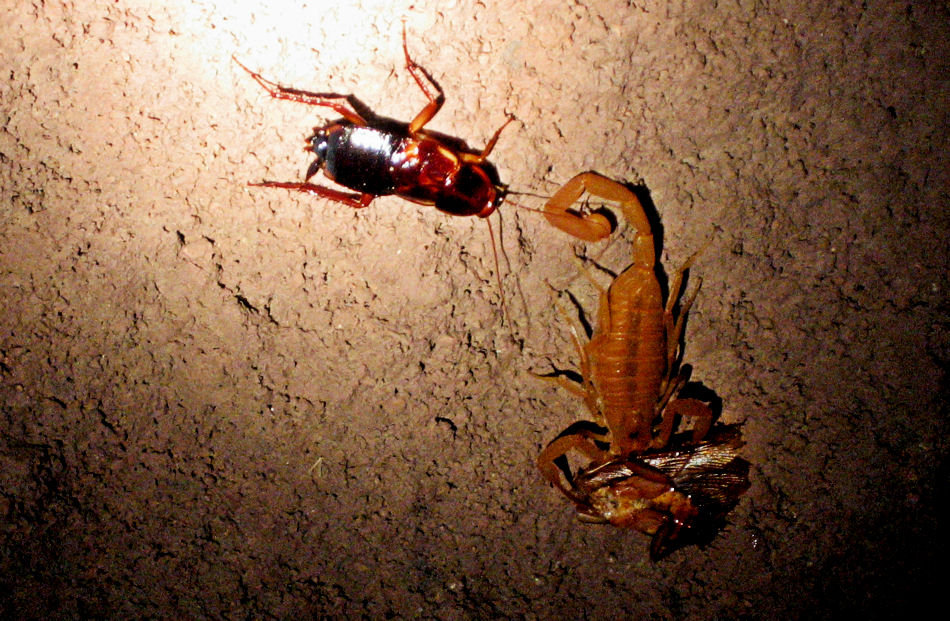 Scorpion & cockroach close