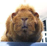 Guinea Pig
photo stolen from
itchmo.com
Click to Visit!