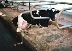 Waterbeds for Cows