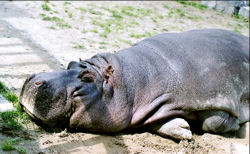 Christian Hippo