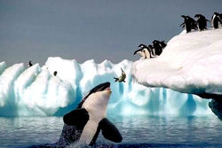 Killer Whale
babysitting 
penguin