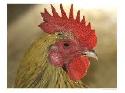 Rooster w/
spiked hairdo
