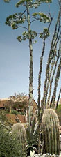 Agave plant aka: Century Plant
