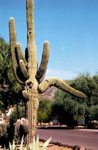 100s of years old Saguaro Cactus