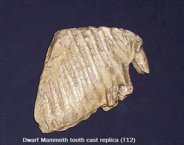 Dwarf Mammoth