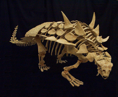 ankylosaurus fossil