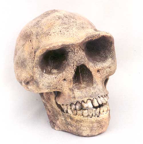 man skull