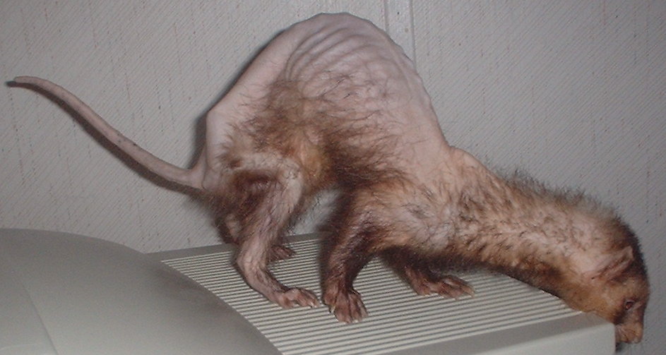 Ferret Weight Loss Not Eating