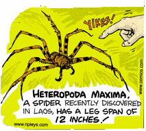 12 inch spider
