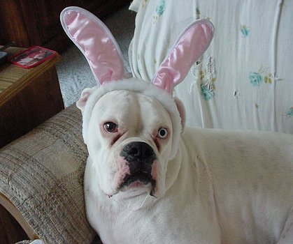 Dogs Dressed Up.com - Easter Bunny Boxer