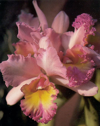 Cattleya Orchid