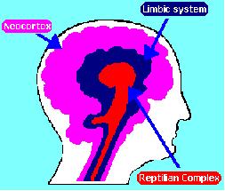 The Triune Brain. Click to learn more.