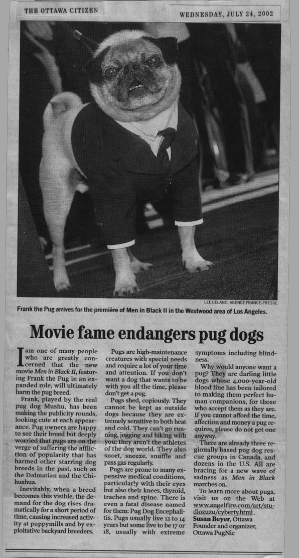 Movie fame endangers pug dogs