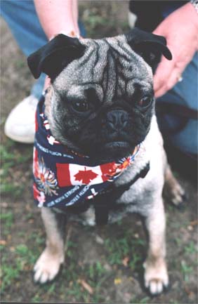 Sunny, Patriot Pug at the Ottawa PugNic