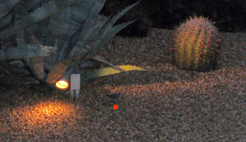 One cactus wren eating one praying mantis
