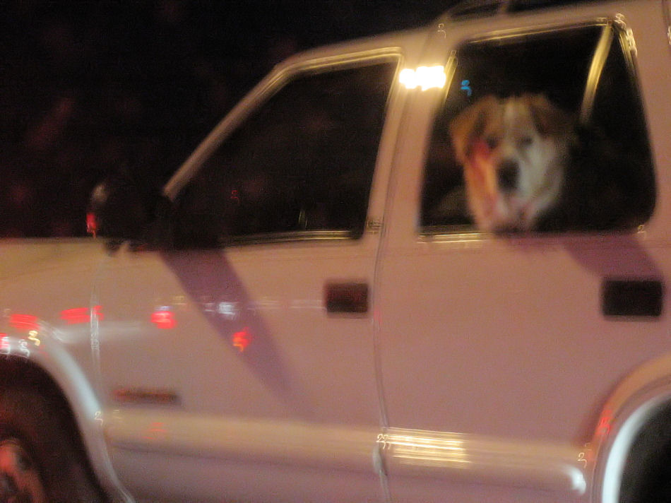 Dog looking out SUV window