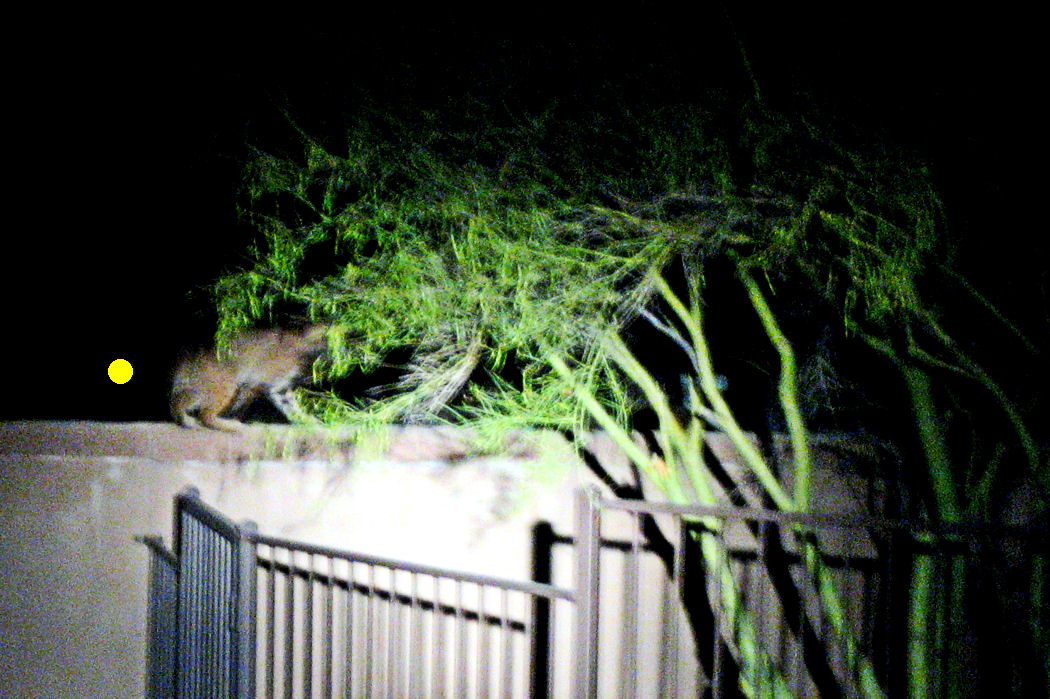 Bobcat on block fence