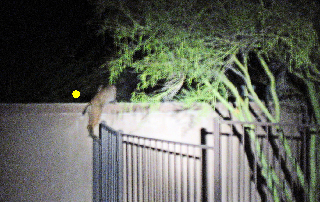 Bobcat on cast iron fence
