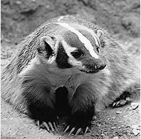 Knee
Gnawing
Badger