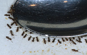 Us Ants around the Government Spoon