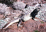 Click to learn more about the Chuckwalla lizard!