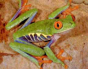 frog that lives by the Babylon River . . . "It's not easy being green . . . with orange eyes"