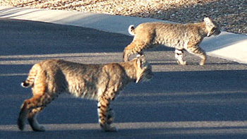 Two of the three bobcats
walking across my drive