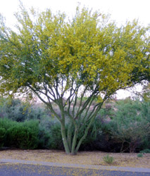 blooming desert tree