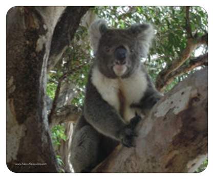 Koala Mouse Pad