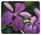 Purple Orchids Mouse Pad