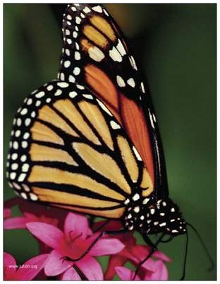 Monarch Butterfly Refrigerator Magnet