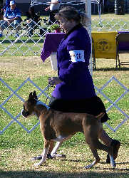 Brandi 18 months old - Winners Bitch for 1 point from Bred-By Exhibitor class