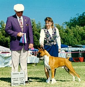 Rocky wins Best of Winners at the Camellia Kennel Club. Owner-handled by his breeder, Christina Ghimenti