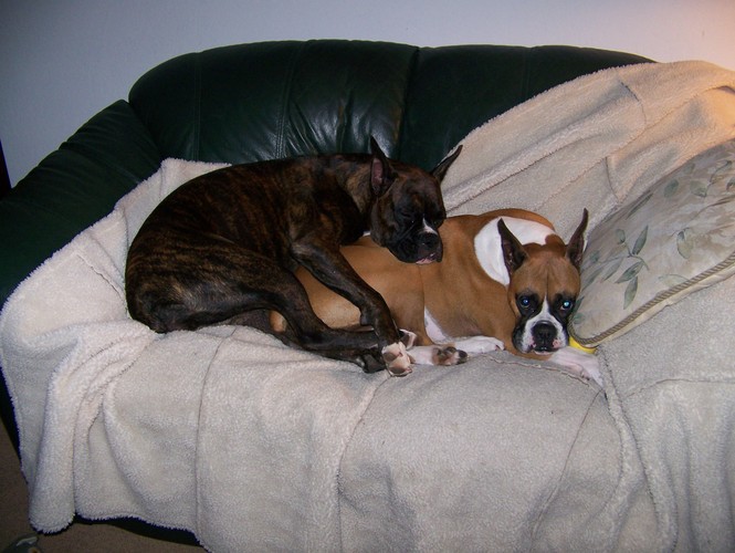 Ruby and Brandi sleeping December 2009