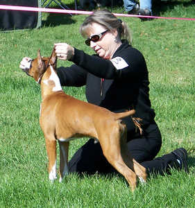 Toby wins Best in Match at the Gavilan Kennel Club Club on October 13, 2007 and at 4 months old. I am so proud of this handsome boy.