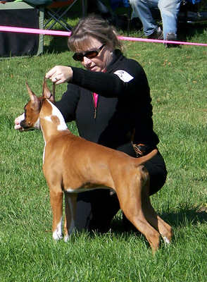 Toby wins Best in Match at the Gavilan Kennel Club Club on October 13, 2007 and at 4 months old. I am so proud of this handsome boy.