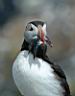 puffin1.jpg