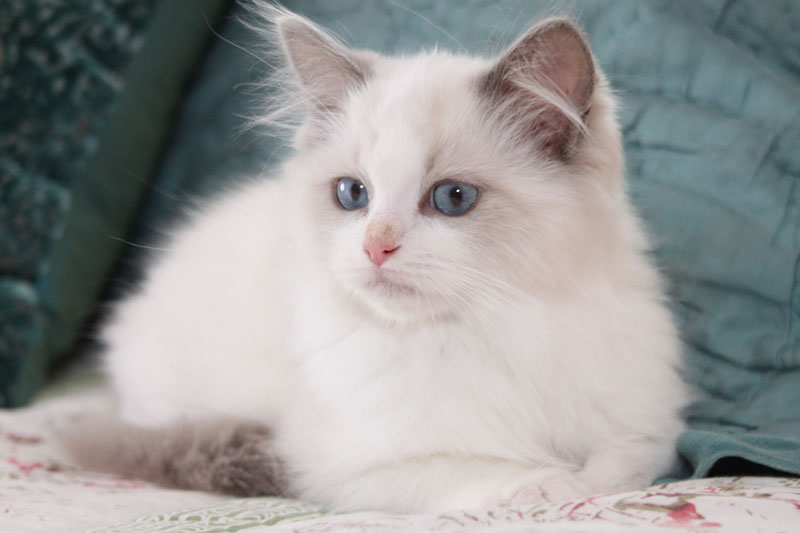 1000+ images about Ragdoll Cats on Pinterest