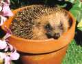 Hedgehog in a flower pot