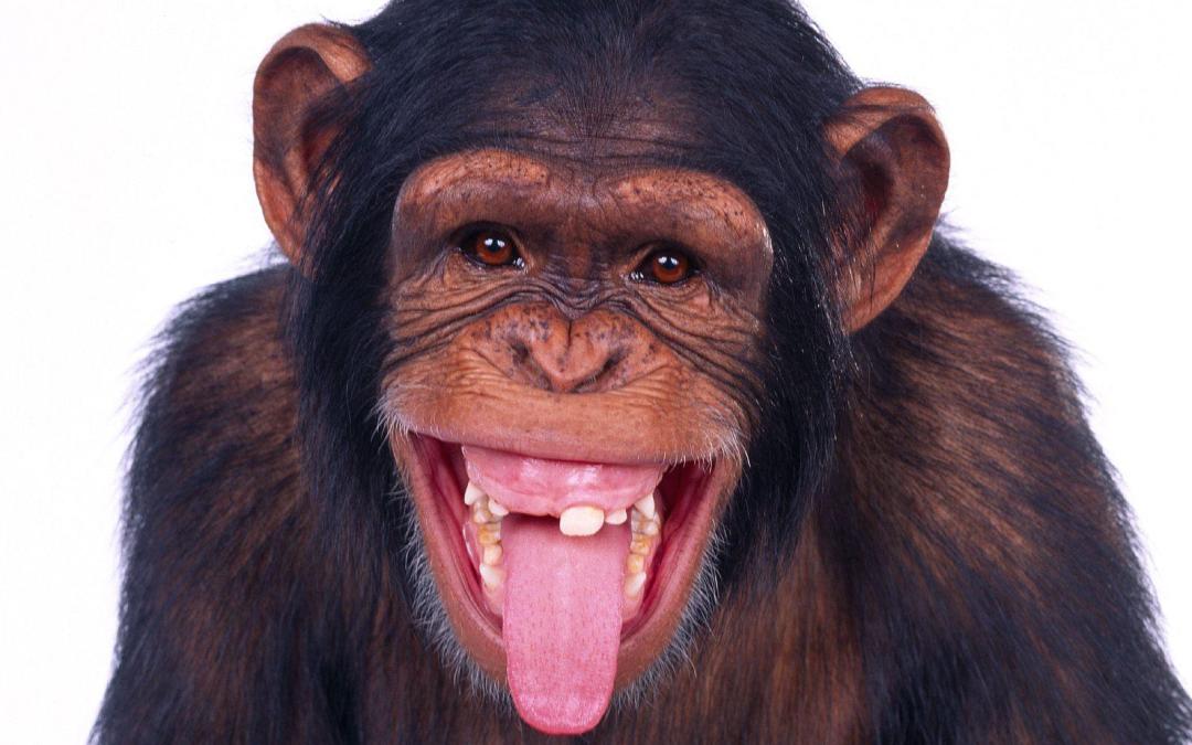 Chimp laughing with you