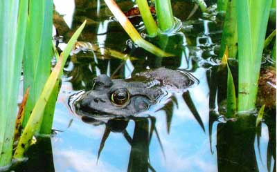 Frog in Pond