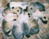 Pups at 2 weeks #02