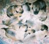 Pups at 2 weeks #03