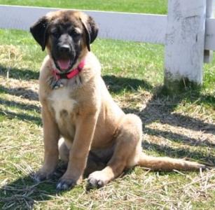 Jessie at 3 months old