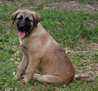 Nadi at 4ÃÂ½ months old