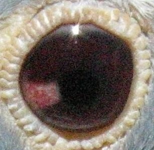 racing pigeons eye signs pairing