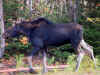 23-Moose Spotting!.jpg (61326 bytes)