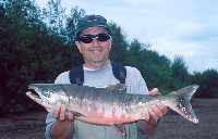 www.canr.uconn.edu, Chum Salmon Photo